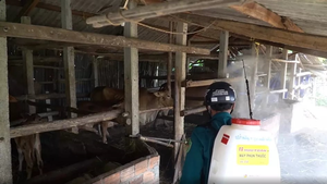 Quảng Ngãi căng mình chống dịch bệnh gia súc, gia cầm lây lan