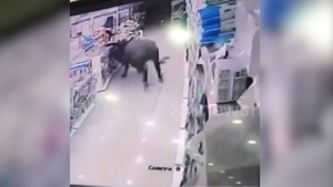Video: Trâu điên chạy vào siêu thị, húc văng người mua hàng