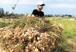 Ngăn chặn việc vận chuyển tỏi từ nơi khác về đảo Lý Sơn