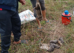 Cần Thơ dự kiến chi gần 30 tỷ đồng trong 5 năm để diệt chuột