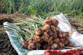 Bóc mẽ chiêu lừa biến tỏi Trung Quốc thành đặc sản Hải Dương