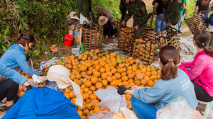 Ảnh hưởng của dịch COVID-19, hàng ngàn tấn cam sành Hàm Yên chờ giải cứu