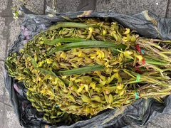 7.000 đồng một cành địa lan kiếm Trần Mộng