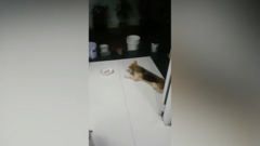 Chú chó siêu 'chảnh', chờ chủ mời mới ăn cơm