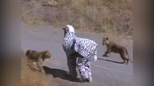 Clip: Đóng giả ngựa vằn, 2 thanh niên bị sư tử vồ 