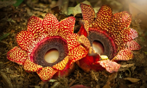 Loài thực vật 'cực đoan' lười vận động, chỉ thích ăn bám