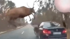 Video: Đàn hươu lao vào ô tô đang đi trên đường ở Mỹ