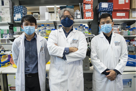 Công bố mô hình bào thai người đầu tiên được tạo nên từ tế bào da