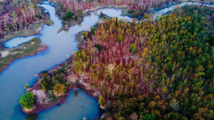 Video: Khu rừng ở Tây Nguyên đẹp tựa trời Âu