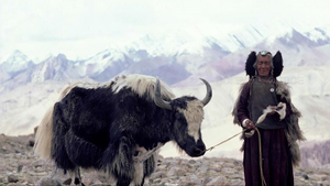 Video: Nghề chăn bò trên độ cao 5.000 mét ở Tây Tạng