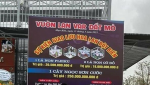 Làm rõ vụ mua bán lan đột biến hàng trăm tỷ đồng tại Quảng Ninh