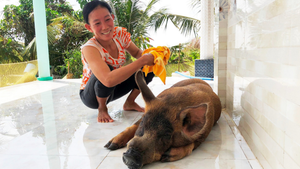 Video: Chú heo ăn kẹo, trái cây, thích nằm phòng lạnh