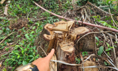 Dọn cây ngã đổ do bão rồi chặt luôn cây lâu năm ở rừng phòng hộ đem bán