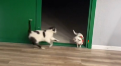 Chú chó 'hét toáng' khi bị mèo hù dọa