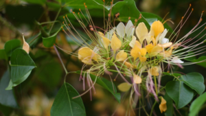 Ảnh: Mùa hoa bún nở rộ bên dòng sông Kiến Giang