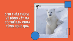 Có ai biết: Lông của gấu Bắc Cực không phải màu trắng