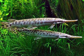 Ăn trứng cá sấu hoả tiễn, 5 bà cháu ở Hà Nội nhập viện