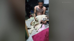 Clip: Chú chó giả vờ ngất xỉu để không phải tắm