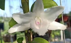 Nguy cơ 'vỡ bong bóng' các giao dịch lan đột biến tiền tỷ