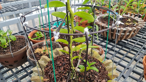 Giao dịch lan đột biến gần 300 tỷ đồng ở Quảng Ninh: Chủ vườn lên tiếng