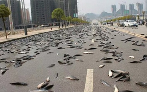 Hiện tượng mưa cá khiến nhiều người kinh ngạc và lời lý giải bất ngờ