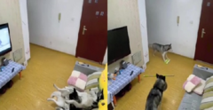 Clip: Chó tinh quái 'tạo hiện trường giả' để qua mặt chủ