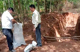 140 con lợn bị chôn giữa lô cao su ở Đồng Nai: UBND huyện Cẩm Mỹ nói gì?