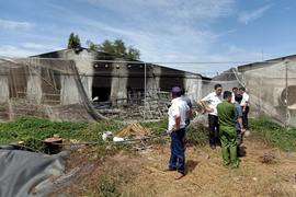 Nguyên nhân gần 140 con lợn bị chôn giữa rừng cao su ở Đồng Nai