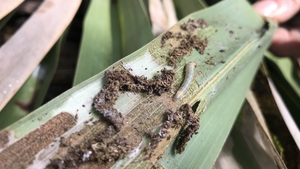 Video: Sâu lạ tấn công, thủ phủ dừa Bến Tre tan hoang