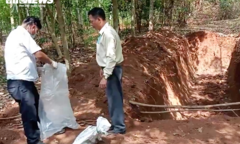 138 con lợn chết, chôn giữa rừng cao su ở Đồng Nai: Cơ quan Thú y kết luận gì?