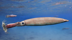 Quá phấn khích khi săn mồi thành công, mực ma cà rồng vô tình chết ngạt 