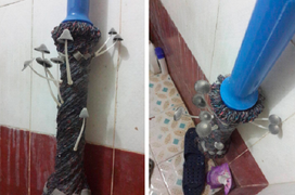 Hậu quả của pha ở bẩn đến không tin được: Nấm mọc thành chùm, cây cỏ nảy mầm