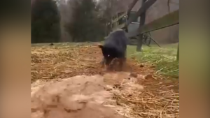 Video: Giỏi bới đất, tạo đường thoát nước, chú chó nổi tiếng trên Internet 