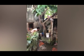 Giả tiếng gà gọi bạn gái, thanh niên bị bố nàng tạt nước