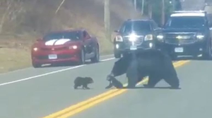 Video: Gấu mẹ vất vả dỗ dành đàn gấu con không chịu qua đường