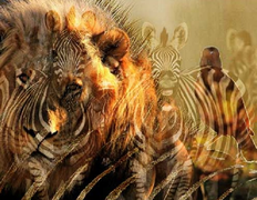 Trắc nghiệm vui đoán tính cách: Bạn nhìn thấy ngựa vằn hay sư tử?