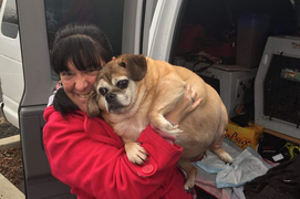 Chú chó béo phì thoát chết nhờ chế độ ăn kiêng giá 600 triệu đồng