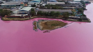 Bà Rịa - Vũng Tàu: Dừng hoạt động công ty làm đầm nước đổi màu tím, bốc mùi thối