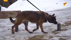  Video: Tròn mắt xem chó nghiệp vụ trổ tài tìm và vô hiệu hóa vật liệu nổ