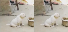 Clip: Chó con lạc giọng vì mải nghe gà gáy