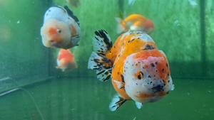 Video: Nuôi cá vàng trên sân thượng, chàng trai thu tiền tỷ mỗi năm