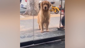 Clip: Chú chó giận dỗi vì không được đi chơi