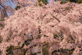 Lộng lẫy cảnh hoa anh đào Nhật Bản nở sớm nhất 1.200 năm qua