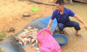 Cá chết trắng trên sông ở Nghệ An: Các chỉ số không có dấu hiệu bất thường
