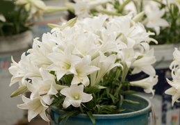 Ảnh: Mê mẩn sắc hoa loa kèn tinh khôi trên phố Hà Nội