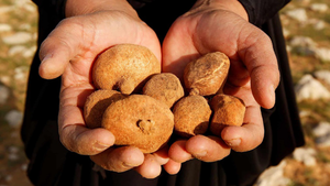 Video: Liều mạng săn nấm trên sa mạc Samawa