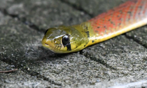 Loài rắn có thể khiến nạn nhân chảy máu không ngừng đến chết