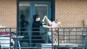 Clip: Cô gái luyện võ với chó cưng