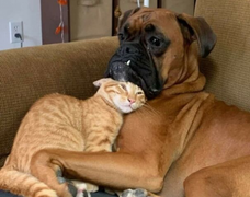 Loạt ảnh ngộ nghĩnh về động vật khiến bạn phì cười