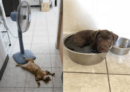 Bật cười trước cảnh thú cưng tìm mọi cách để trốn cái nóng mùa hè